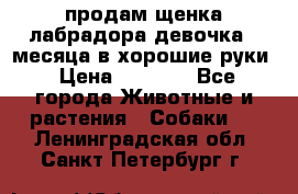 продам щенка лабрадора девочка 2 месяца в хорошие руки › Цена ­ 8 000 - Все города Животные и растения » Собаки   . Ленинградская обл.,Санкт-Петербург г.